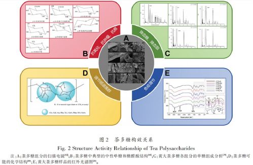 茶与健康,茶多糖研究进展与展望