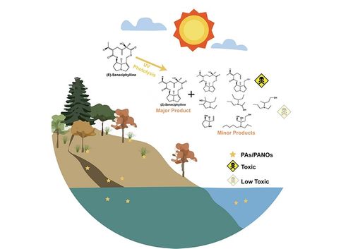 茶叶中吡咯里西啶生物碱风险评估研究取得新进展